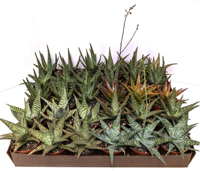 4" Aloe Assortment  